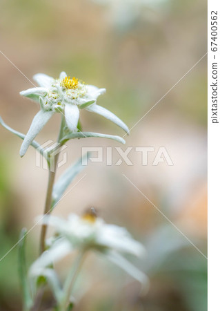 Edelweiss light snow grass [Nagano Prefecture] 67400562