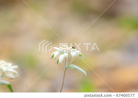 Edelweiss light snow grass [Nagano Prefecture] 67400577