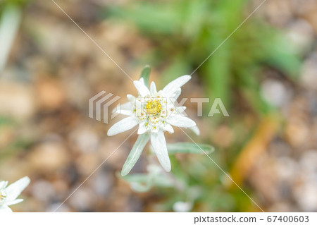 Edelweiss light snow grass [Nagano Prefecture] 67400603