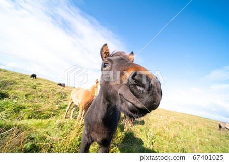 Horses graze on a green meadow in Iceland Horses graze on a green meadow in Iceland 67401025