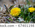Dandelion 67401198