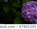  hydrangea 67401205