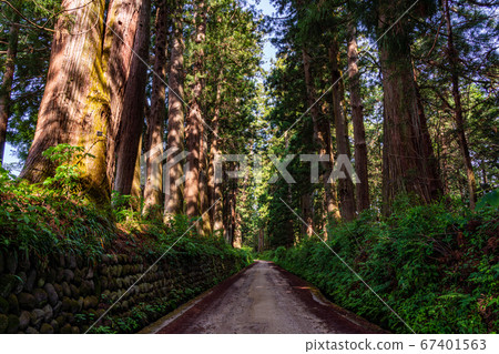 (Tochigi Prefecture) Former Nikko Kaido Suginamiki (Tochigi Prefecture) Former Nikko Kaido Suginamiki 67401563