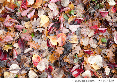 Autumn leaves close up in denmark Scandinavia 67402186