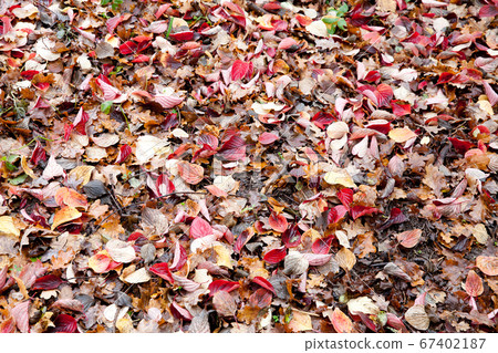 Autumn leaves close up in denmark Scandinavia 67402187