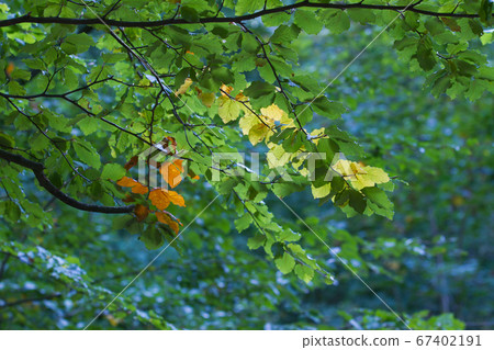 Autumn leaves close up in denmark Scandinavia 67402191