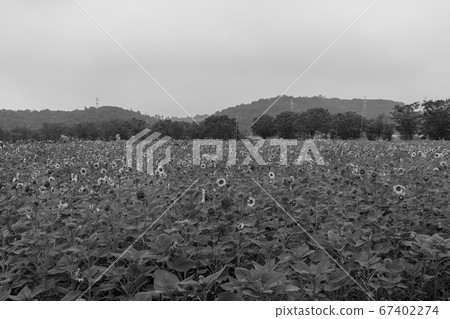 sunflower sunflower 67402274