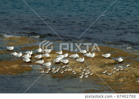 Seagulls fronting the "Terrazza Mascagni" in 67402708