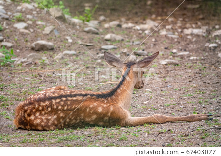 A young sika deer Lying on the ground and grass A young sika deer Lying on the ground and grass 67403077
