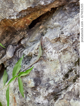 Green Lizard crawling on a stone cliff Green Lizard crawling on a stone cliff 67403285