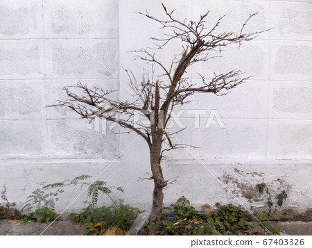 Trees without leaves 67403326