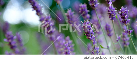 Lavender Field in the summer 67403413