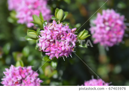 Rosy rice flower Rosy rice flower 67403976
