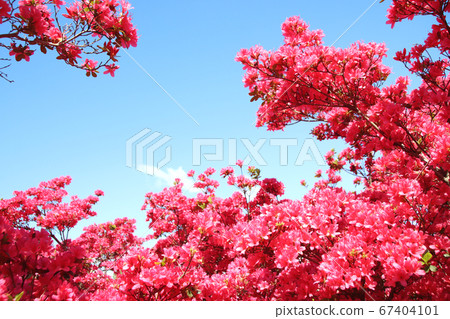 Azalea Nagatome Park, Yaita City, Tochigi Prefecture 67404101