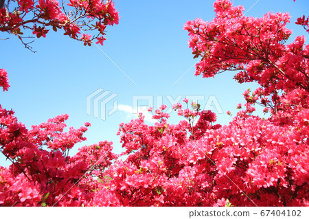 Azalea Nagatome Park, Yaita City, Tochigi Prefecture 67404102