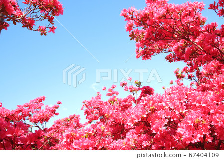 Azalea Nagatome Park, Yaita City, Tochigi Prefecture Azalea Nagatome Park, Yaita City, Tochigi Prefecture 67404109