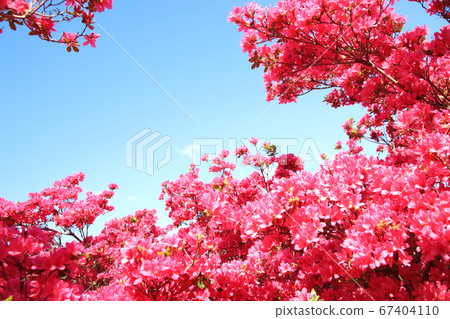Azalea Nagatome Park, Yaita City, Tochigi Prefecture Azalea Nagatome Park, Yaita City, Tochigi Prefecture 67404110