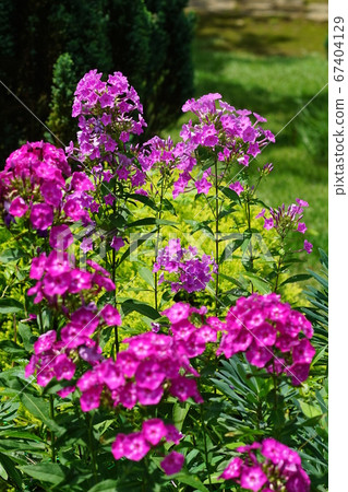 七月調布306 Shukune Phlox,京王花卉園昂熱花信部 七月調布306 Shukune Phlox,京王花卉園昂熱花信部 67404129