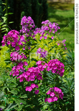 七月調布307 Shukune Phlox,Hana Shinanobu,Keio Floral Garden Angers 七月調布307 Shukune Phlox,Hana Shinanobu,Keio Floral Garden Angers 67404130
