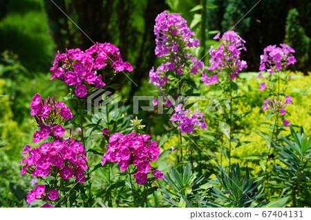 七月調布305 Shukune Phlox,京王花卉園昂熱市花部 七月調布305 Shukune Phlox,京王花卉園昂熱市花部 67404131
