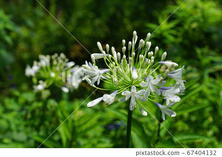 七月調布303百子蓮,百合科,慶應義Floral花卉園昂熱 七月調布303百子蓮,百合科,慶應義Floral花卉園昂熱 67404132