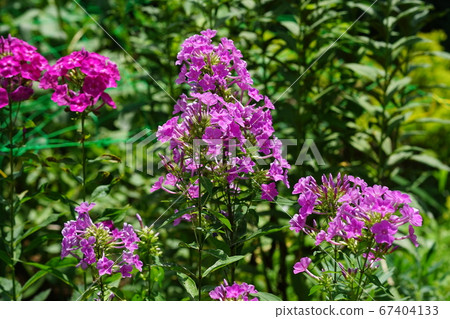 July Chofu 304 Shukune Phlox, Hananobu department, Keio Floral Garden Angers July Chofu 304 Shukune Phlox, Hananobu department, Keio Floral Garden Angers 67404133
