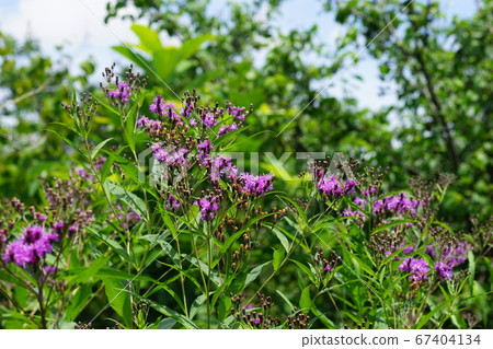 June Chofu 302 Ironweed Chrysanthemum (Yanagida Murakusa), Keio Angers June Chofu 302 Ironweed Chrysanthemum (Yanagida Murakusa), Keio Angers 67404134