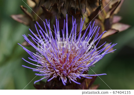 July Chofu 300 Artichoke, Asteraceae (Korean sage), Keio Angers 67404135