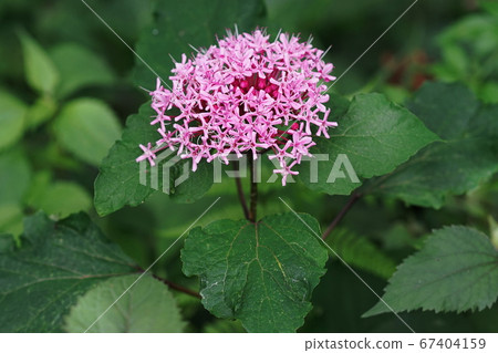 七月調布279鈕扣白鷺，野生植物，京王花卉園昂熱 67404159