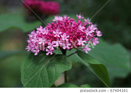 七月調布277鈕扣白鷺，野生植物，京王花卉園昂熱 67404161