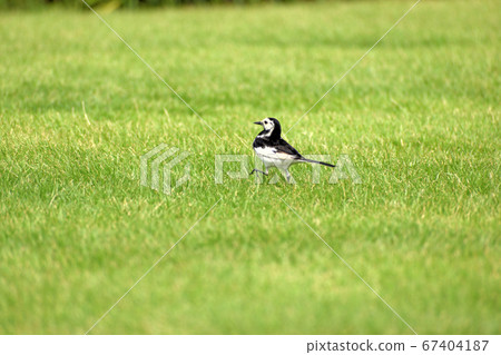 Hakusekirei walking on the lawn (from diagonally behind) Hakusekirei walking on the lawn (from diagonally behind) 67404187