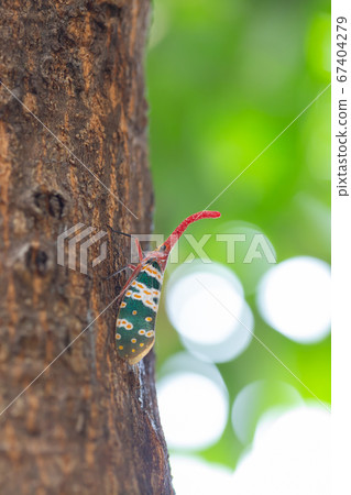 Lantern bug, Lanternfly or Fulgorid bug or 67404279