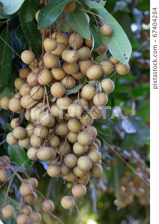 Tropical fruits longan in Chiang Mai, Thailand Tropical fruits longan in Chiang Mai, Thailand 67404284