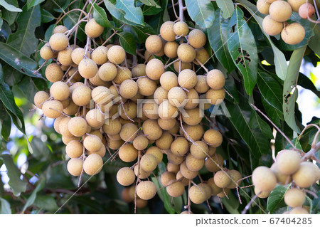 Tropical fruits longan in Chiang Mai, Thailand Tropical fruits longan in Chiang Mai, Thailand 67404285