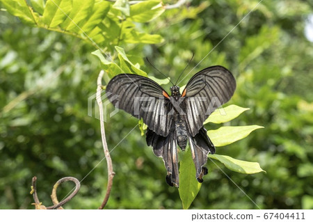 A black butterfly / Nagasaki Swallowtail that spreads its wings and stops on Wisteria A black butterfly / Nagasaki Swallowtail that spreads its wings and stops on Wisteria 67404411