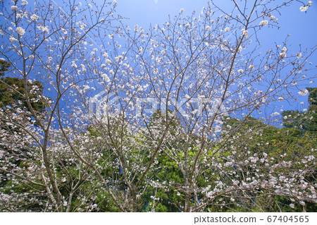 Cherry Blossoms Cherry Blossoms 67404565
