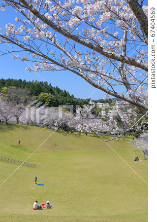 Cherry Blossoms Cherry Blossoms 67404569