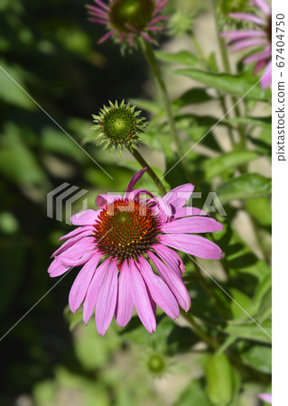 Coneflower Primadonna Tiefrosa Coneflower Primadonna Tiefrosa 67404750