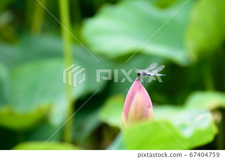 男鹿蓮花芽和蜻蜓 67404759
