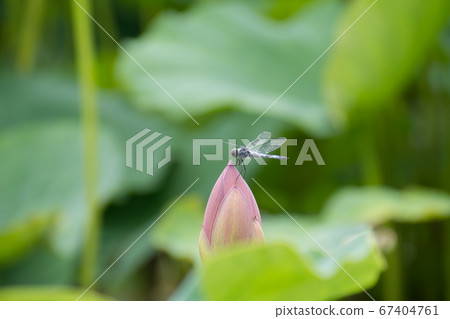 男鹿蓮花芽和蜻蜓 67404761