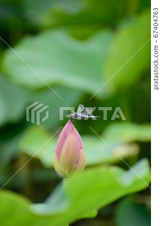 男鹿蓮花芽和蜻蜓 男鹿蓮花芽和蜻蜓 67404763