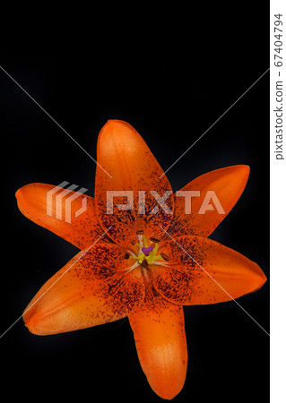 image of flower dark background image of flower dark background 67404794