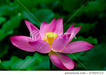 特殊景點栗林公園蓮花 特殊景點栗林公園蓮花 67405513