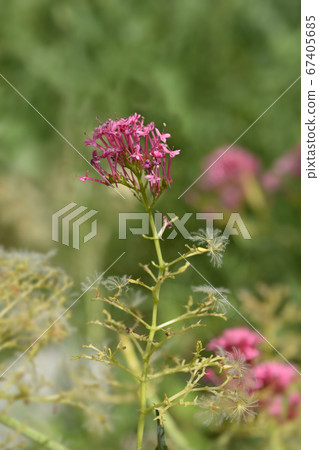Red valerian Red valerian 67405685