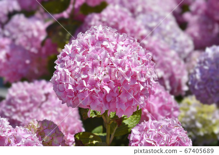 French hydrangea 67405689