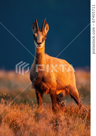 Adult tatra chamois looking to the camera in sunset. 67405711