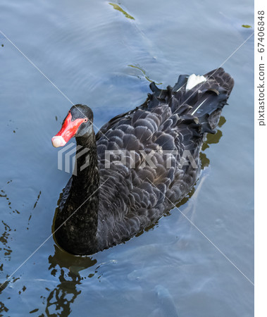 Single black swan swims in a pond 67406848