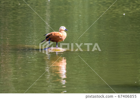 Ruddy shelduck stands on a stone in a pond 67406855
