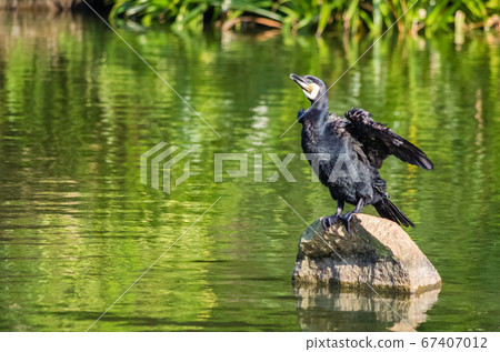 Indian cormorant stands on a stone in a pond Indian cormorant stands on a stone in a pond 67407012