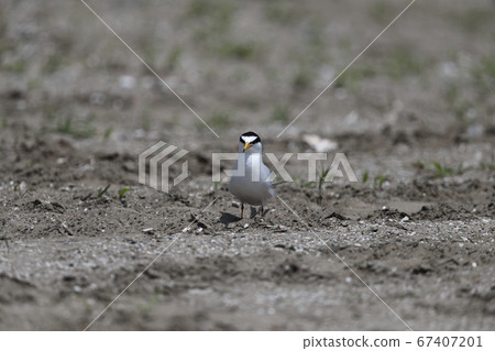 地面上的Koa Tern 地面上的Koa Tern 67407201